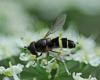 Dasysyrphus tricinctus